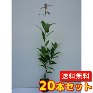 yzy20{Zbgz AJV 0.5mO 10.5cm|bg 炩 e~ c A c _ Rѕc ډB