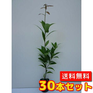yzy30{Zbgz AJV 0.5mO 10.5cm|bg 炩 e~ c A c _ Rѕc ډB