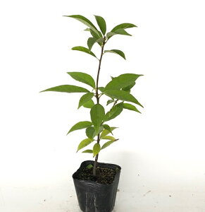 y P i z AJV 0.3mO 10.5cm|bg 炩 e~ c A c  _ Rѕc ډB