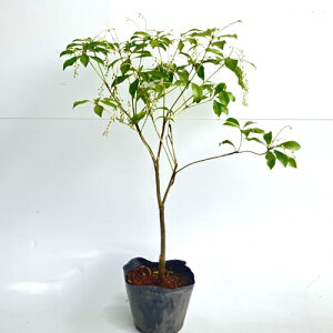 y P i z AZr 0.3mO 13.5cm|bg  AZr n c A c  _ Rѕc