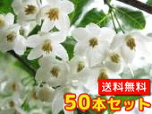 植木 盆栽 エゴノキの人気商品 通販 価格比較 価格 Com