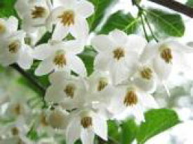 【 単 品 】 エゴノキ 樹高0.5m前後 10.5cmポット えごのき 白い清楚な花が 枝いっぱいに咲く木 苗 植木 苗木 生垣 山林苗 目隠し