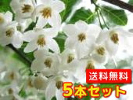 楽天市場 白い 花 が 咲く 木の通販