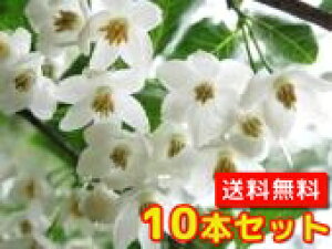 植木 盆栽 エゴノキの人気商品 通販 価格比較 価格 Com