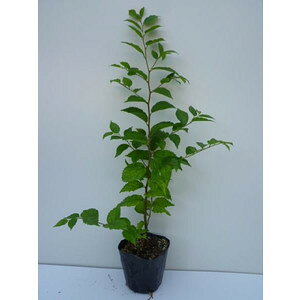yzy10{Zbgz GmL 0.3mO 10.5cm|bg ̂ | c A c  _ Rѕc ډB