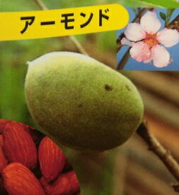 楽天市場 アーモンド 苗の通販