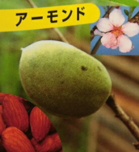 苗 アーモンドの人気商品 通販 価格比較 価格 Com