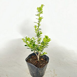 y P i z CkcQ 0.3mO 10.5cm|bg ʂ k ѐA c A c  _ ډB