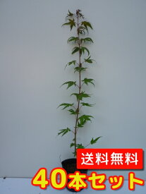 楽天市場 もみじ 苗 販売の通販