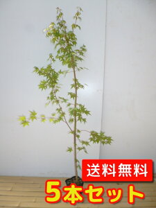 yzy5{Zbgz Cn~W 1.5mO 18cm|bg ݂͂ gt c A c  _ Rѕc ډB