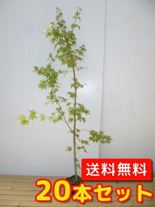 yzy20{Zbgz Cn~W 1.5mO 18cm|bg ݂͂ gt c A c  _ Rѕc ډB