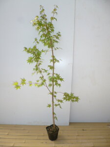 yzy P i z Cn~W 1.5mO 18cm|bg ݂͂ gt c A c  _ Rѕc ډB