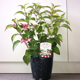 楽天市場 紫陽花 苗の通販