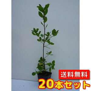 yzy20{Zbgz EoKV 0.4mO 10.5cm|bg ΂߂ Wڊ~ c A c _ Rѕc ډB