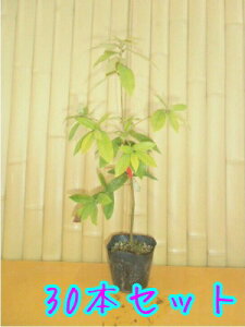 植木 盆栽 イチイの人気商品 通販 価格比較 価格 Com 植木 盆栽 イチイの人気商品 通販 価格比較 価格 Com