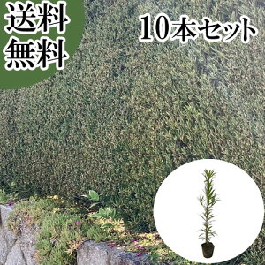 �y���������z�y10�{�Z�b�g�z �C�k�}�L ����0.3m�O�� 10.5cm�|�b�g ���ʂ܂� ��� �}�L�m�L �܂��̂� �}�L �܂� �c �A�� �c�� �� �ډB��