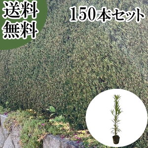 �y���������z�y150�{�Z�b�g�z �C�k�}�L ����0.3m�O�� 10.5cm�|�b�g ���ʂ܂� ��� �}�L�m�L �܂��̂� �}�L �܂� �c �A�� �c�� �� �ډB��