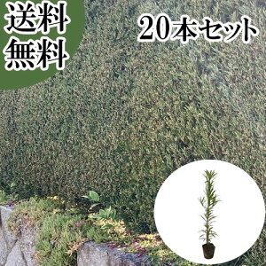 �y���������z�y20�{�Z�b�g�z �C�k�}�L ����0.3m�O�� 10.5cm�|�b�g ���ʂ܂� ��� �}�L�m�L �܂��̂� �}�L �܂� �c �A�� �c�� �� �ډB��