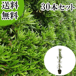 植木 マキ ガーデニング」の人気商品一覧 | 安い商品を通販サイトから 