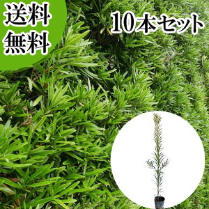 イヌマキ 植木 木」の人気商品一覧・価格比較 - 価格.com