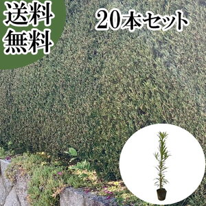 �y���������z�y20�{�Z�b�g�z �C�k�}�L ����0.5m�O�� 10.5cm�|�b�g ���ʂ܂� ��� �}�L�m�L �܂��̂� �}�L �܂� �c �A�� �c�� �� ���_ �ډB��