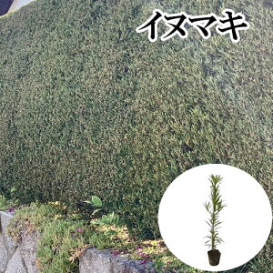 �y �P �i �z �C�k�}�L ����0.5m�O�� 10.5cm�|�b�g ���ʂ܂� ��� �}�L�m�L �܂��̂� �}�L �܂� �c �A�� �c�� �� ���_ �ډB��