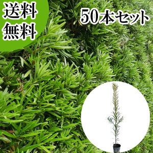 植木 マキ」の人気商品一覧 | 安い商品を通販サイトから探す - 価格.com