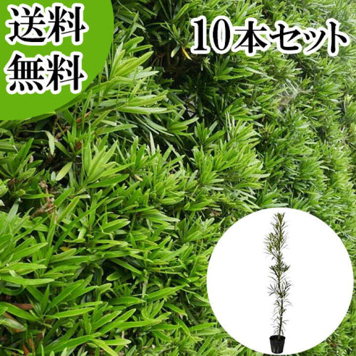 楽天市場】【送料無料】【10本セット】 イヌマキ 樹高0.8m前後 15cm 
