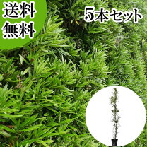 楽天市場】庭木 マキ の 木の通販