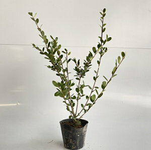 ツゲ 盆栽 植木 植木 盆栽の人気商品 通販 価格比較 価格 Com