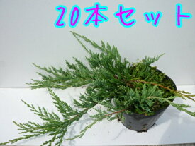 楽天市場 コニファー 種類 低木の通販 楽天市場 コニファー 種類 低木の通販