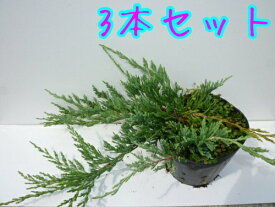 【送料無料】【3本セット】 バーハーバー / 15cmポット ばーはーばー コニファー 這柏槇 苗 植木 苗木 グランドカバー 下草 寄せ植え 低木