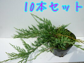 【送料無料】【10本セット】 バーハーバー / 15cmポット ばーはーばー コニファー 這柏槇 苗 植木 苗木 グランドカバー 下草 寄せ植え 低木