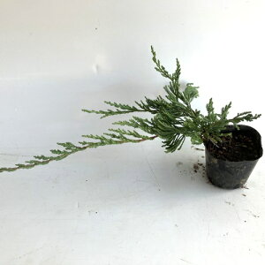 yzy3{Zbgz o[n[o[ / 9`10.5cm|bg ΁[́[΁[ Rjt@[  c A c OhJo[  񂹐A 