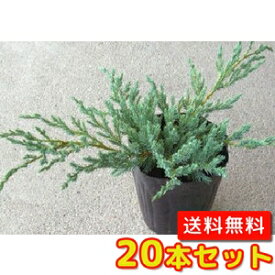 楽天市場 コニファー 種類 低木の通販 楽天市場 コニファー 種類 低木の通販