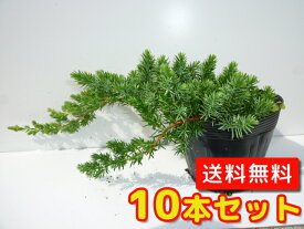 楽天市場 植木 種類 植物 コニファー ガーデニング 農業 花 ガーデン Diy の通販