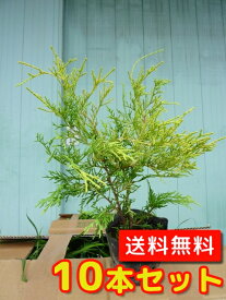 楽天市場 庭木 目隠し 2mの通販 楽天市場 庭木 目隠し 2mの通販