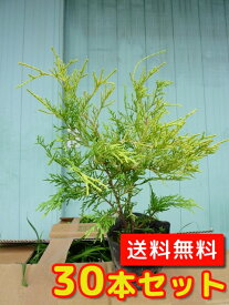 楽天市場 庭木 目隠し 2mの通販