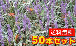 フイリヤブラン【送料無料】40本セット斑入りヤブラン