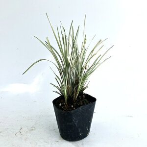 yzy200{Zbgz nNE / 7.5cm|bg ͂イ  nNE EmqQ c A c  ډB