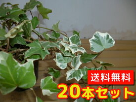 楽天市場 アイビー 苗の通販