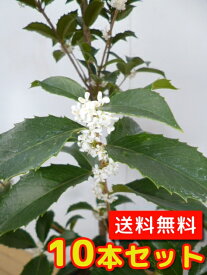 楽天市場 ヒイラギ 庭木の通販