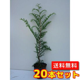 楽天市場 ひのき 植木の通販