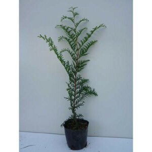 y P i z qmL 0.5mO 10.5cm|bg Ђ̂ w O Βn c A c 