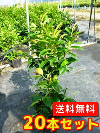 楽天市場 庭木 目隠し 2mの通販