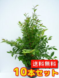楽天市場 榊 苗の通販