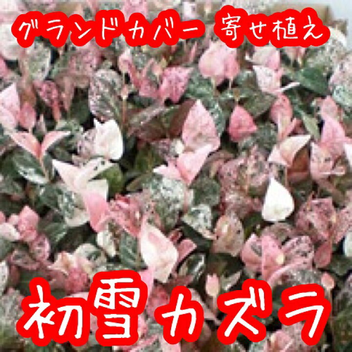 楽天市場 単 品 ハツユキカズラ 9cmポット はつゆきかずら はつゆきかずら 初雪カヅラ 初雪カズラ ハツユキカヅラ 苗 植木 苗木 グランドカバー 下草 寄せ植え 低木 花と緑