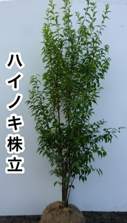 楽天市場 店長おすすめ 掘り出し物 ハイノキ 花と緑