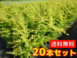 プリペット・レモンアンドライム0.4m15.0p【送料無料】20本セット造園用