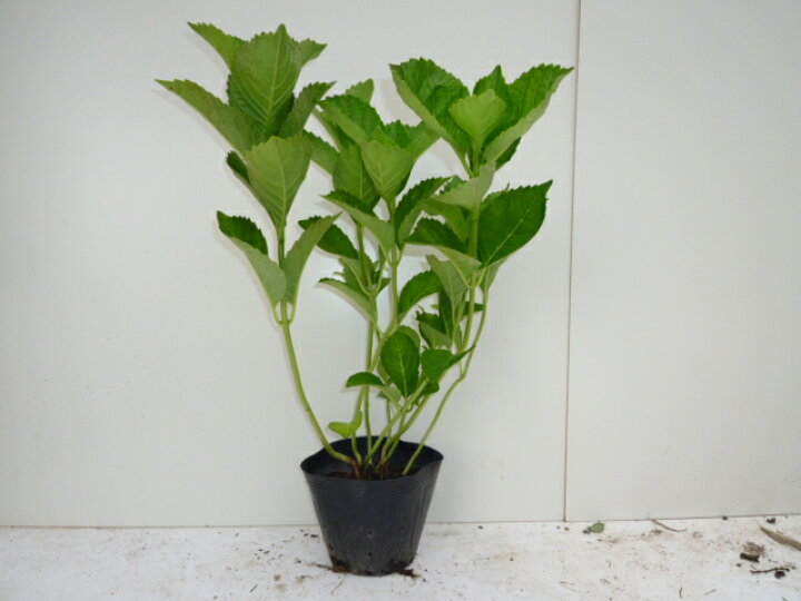 ユキヤナギ 樹高0 4m前後 10本セット 15cmポット 植木 苗 苗木 送料無料 18 Off 15cmポット